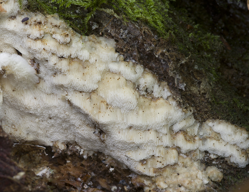 Rigidoporus saguinolentus